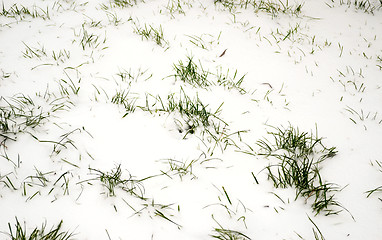 Image showing grass in snow