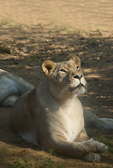 Image showing Fimale Lion