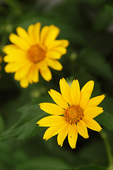 Image showing Arnica flowers