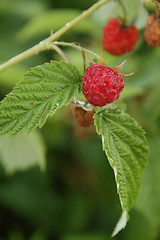 Image showing Raspberries in the garden