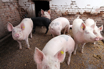 Image showing Pigs