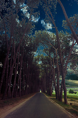Image showing Tranquil Road