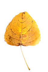 Image showing Fall leaf