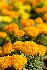 Image showing Marigold flowers