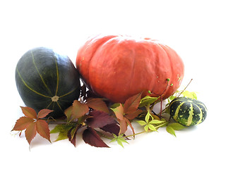 Image showing pumpkin