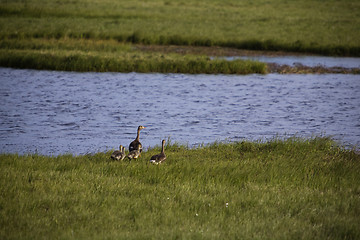 Image showing Wild geese family in the Arctic