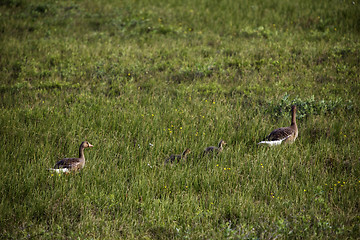 Image showing Wild geese family