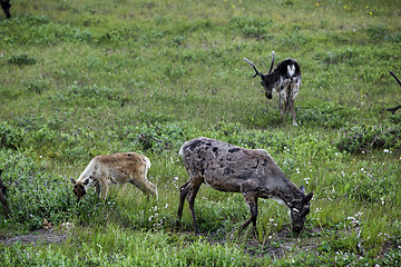 Image showing Alaskan Caribou