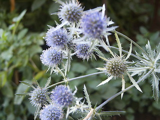 Image showing Flower as a prickle