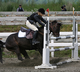 Image showing Horse refusing to jump