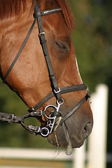 Image showing Horse dribbling