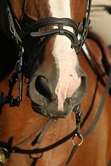 Image showing Close-up of horse