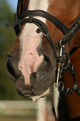 Image showing Close-up of horse