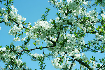 Image showing flowers on the cherry tree