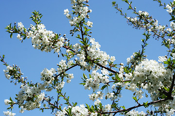 Image showing flowers on the cherry tree