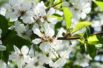 Image showing flowers on the cherry tree