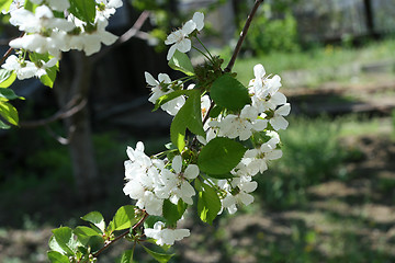 Image showing flowers on the cherry tree