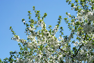 Image showing flowers on the cherry tree
