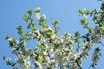 Image showing flowers on the cherry tree