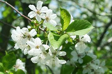 Image showing flowers on the cherry tree