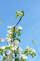 Image showing flowers on the cherry tree