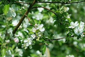 Image showing flowers on the cherry tree