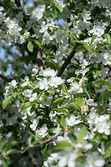 Image showing flowers on the cherry tree