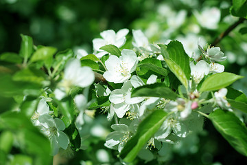 Image showing flowers on the cherry tree