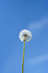 Image showing dandelion and sky