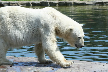 Image showing polar bear