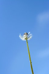 Image showing dandelion and sky