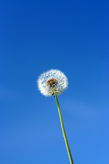 Image showing dandelion and sky