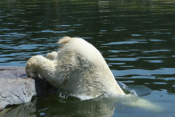 Image showing polar bear