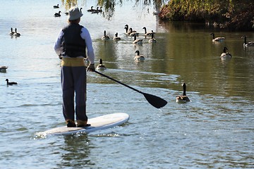 Image showing Man on paddle-board heading towards geese