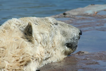 Image showing polar bear