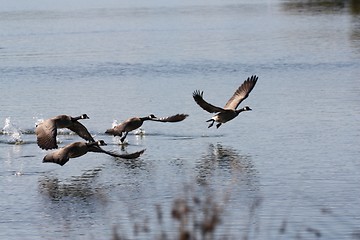 Image showing Geese with wings spread