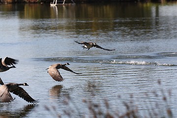 Image showing Goose with wings almost touches the water