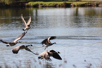 Image showing Wings almost touching the water