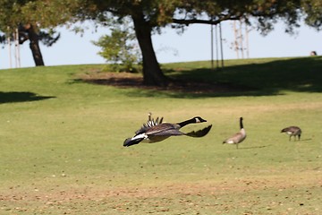 Image showing Goose getting ready to land