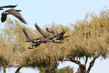 Image showing Geese heading towards the trees