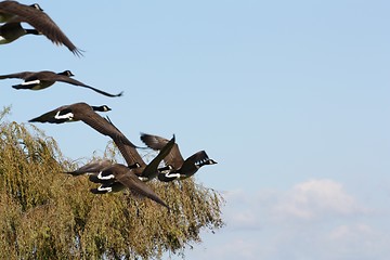 Image showing Geese with trees and blue sky