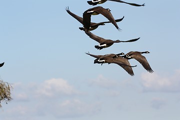 Image showing Six geese with wings some up and some down