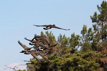 Image showing Geese flying above trees