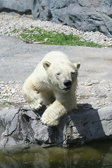 Image showing polar bear