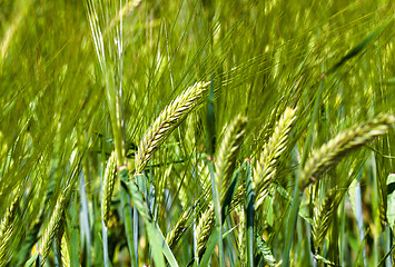 Image showing 	ear wheat