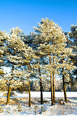 Image showing 	Pine top in hoarfrost