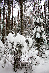 Image showing Winter wood