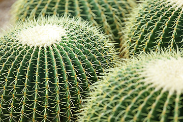 Image showing Cactus