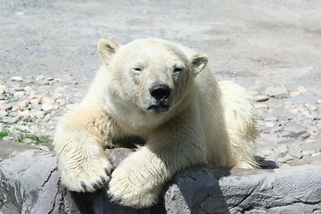 Image showing young polar bear