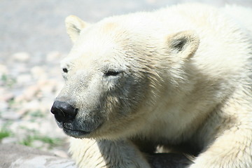 Image showing polar bear